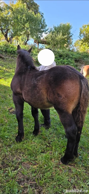 Manz de 5 luni - imagine 3