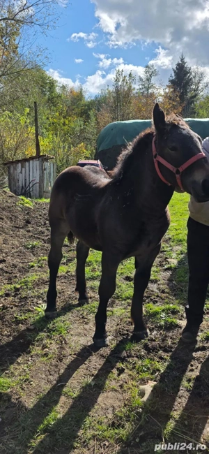 Manz de 5 luni - imagine 2