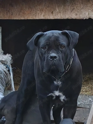 Cățeluși cane corso  - imagine 5