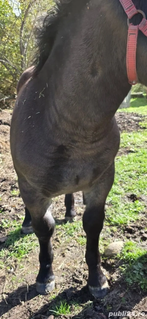 Manz de 5 luni - imagine 4