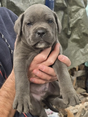 Cățeluși cane corso 