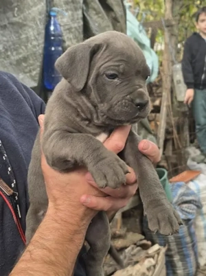 Cățeluși cane corso  - imagine 2