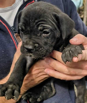 Cățeluși cane corso  - imagine 4