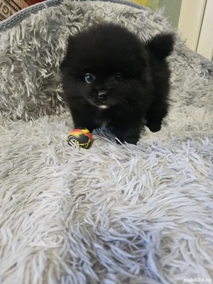 pomeranian