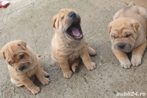 Pui Shar Pei ! - imagine 3