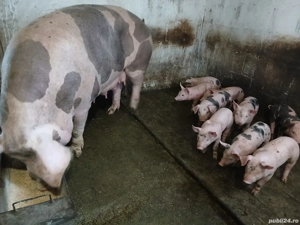 vand scroafa cu purcei petrain! 