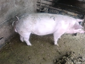 vier pietrain pentru reproductie 80 kg