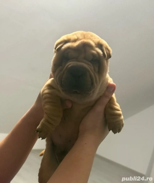 Pui Shar Pei ! - imagine 4