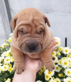 Pui Shar Pei ! - imagine 5