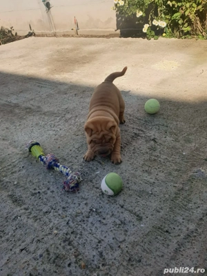 Pui Shar Pei ! - imagine 2