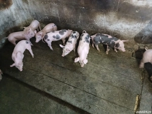 vand scroafa cu purcei petrain!  - imagine 5