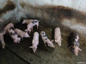 vand scroafa cu purcei petrain!  - imagine 3