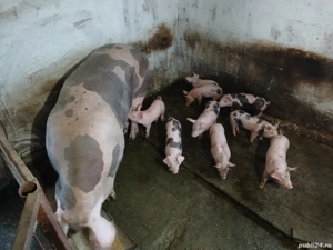 vand scroafa cu purcei petrain!  - imagine 2