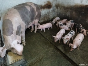 vand scroafa cu purcei petrain!  - imagine 4