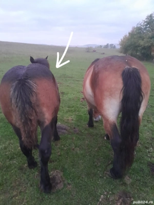 Manz de 5 luni - imagine 5