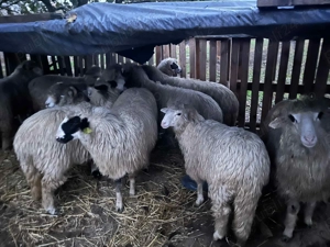 Oii de vânzare 1100 de lei bucata mai multe la Nr   - imagine 4 Oii de vânzare 1100 de lei bucata mai multe la Nr   - imagine 4