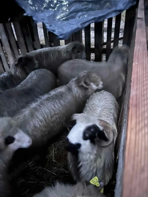 Oii de vânzare 1100 de lei bucata mai multe la Nr   - imagine 2 Oii de vânzare 1100 de lei bucata mai multe la Nr   - imagine 2