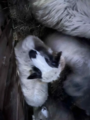 Oii de vânzare 1100 de lei bucata mai multe la Nr  