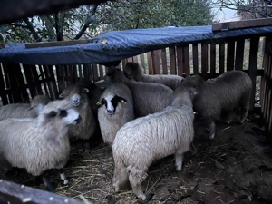 Oii de vânzare 1100 de lei bucata mai multe la Nr   - imagine 3 Oii de vânzare 1100 de lei bucata mai multe la Nr   - imagine 3