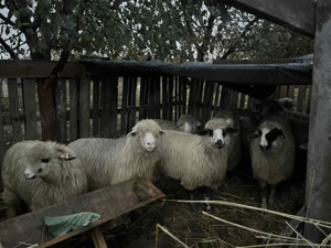 Oii de vânzare 1100 de lei bucata mai multe la Nr   - imagine 5 Oii de vânzare 1100 de lei bucata mai multe la Nr   - imagine 5