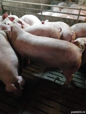 Porci De vanzare 