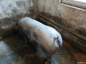 Vand scroafa gestanta petrain! 