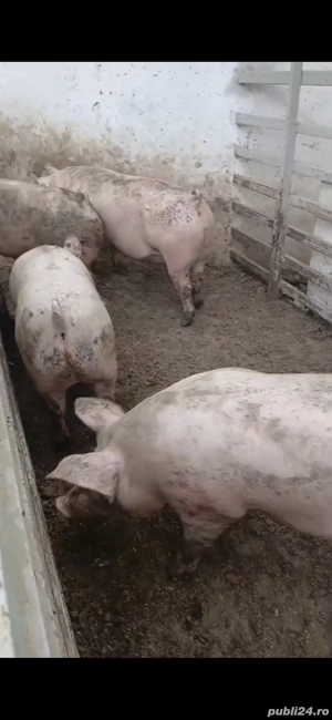 Porci De vanzare  - imagine 3