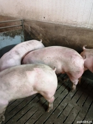 Porci De vanzare  - imagine 2