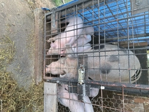 Disponibil purcei frumosi.