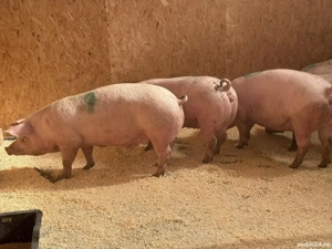 vand porcii , foarte frumosi si calitate