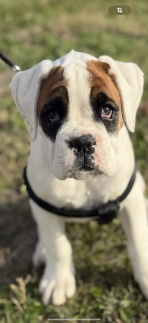 Boxer german de vanzare - imagine 3 Boxer german de vanzare - imagine 3