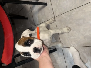 Boxer german de vanzare