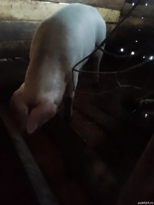 Vând porci de carne 