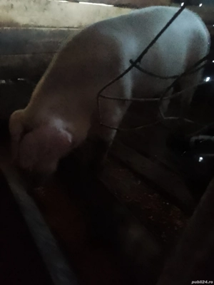 Vând porci de carne  - imagine 2