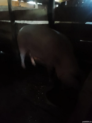 Vând porci de carne  - imagine 4