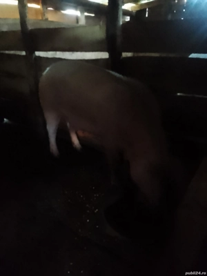 Vând porci de carne  - imagine 3