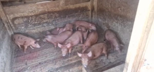 purcei de vanzare de 8 saptamani rasa Durok