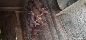 purcei de vanzare de 10 saptamani rasa Durok - imagine 2 purcei de vanzare de 10 saptamani rasa Durok - imagine 2