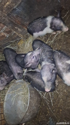 Purcei vietnamezi  - imagine 3 Purcei vietnamezi  - imagine 3