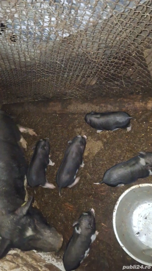 Purcei vietnamezi  - imagine 2 Purcei vietnamezi  - imagine 2