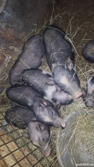 Purcei vietnamezi  - imagine 4 Purcei vietnamezi  - imagine 4