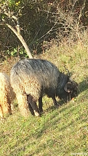 Vând berbeci  - imagine 3