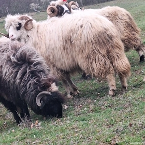 Vând berbeci  - imagine 2