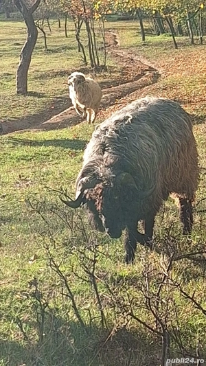 Vând berbeci  - imagine 5