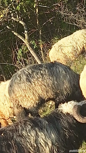 Vând berbeci  - imagine 4