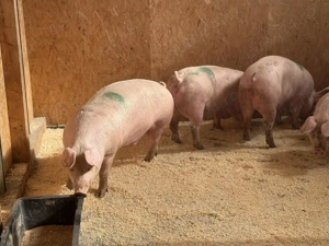 Porci 12 lei ,Dumbravesti Prahova  - imagine 2