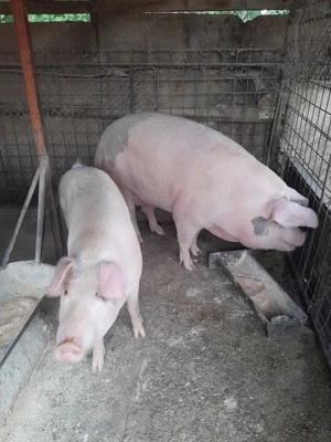 De vânzare Porci