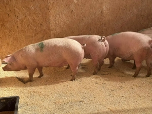 Porci 12 lei ,Dumbravesti Prahova 