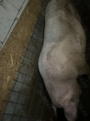 Scroafa pentru sacrificat 