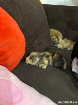 iepurasi cap de leu  - imagine 4